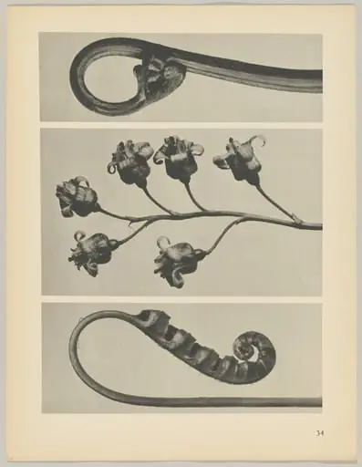 a Polypodium vulgare; b Ribes nigrum; c Pteridium aquilinum, by Karl Blossfeldt