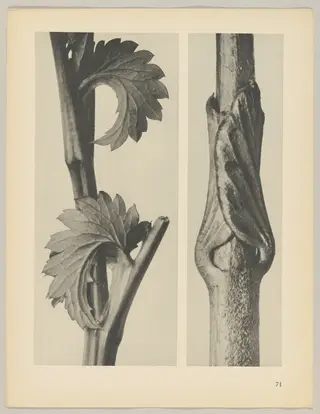 a Sanguisorba canadensis; b Vincetoxicum fuscatum, by Karl Blossfeldt