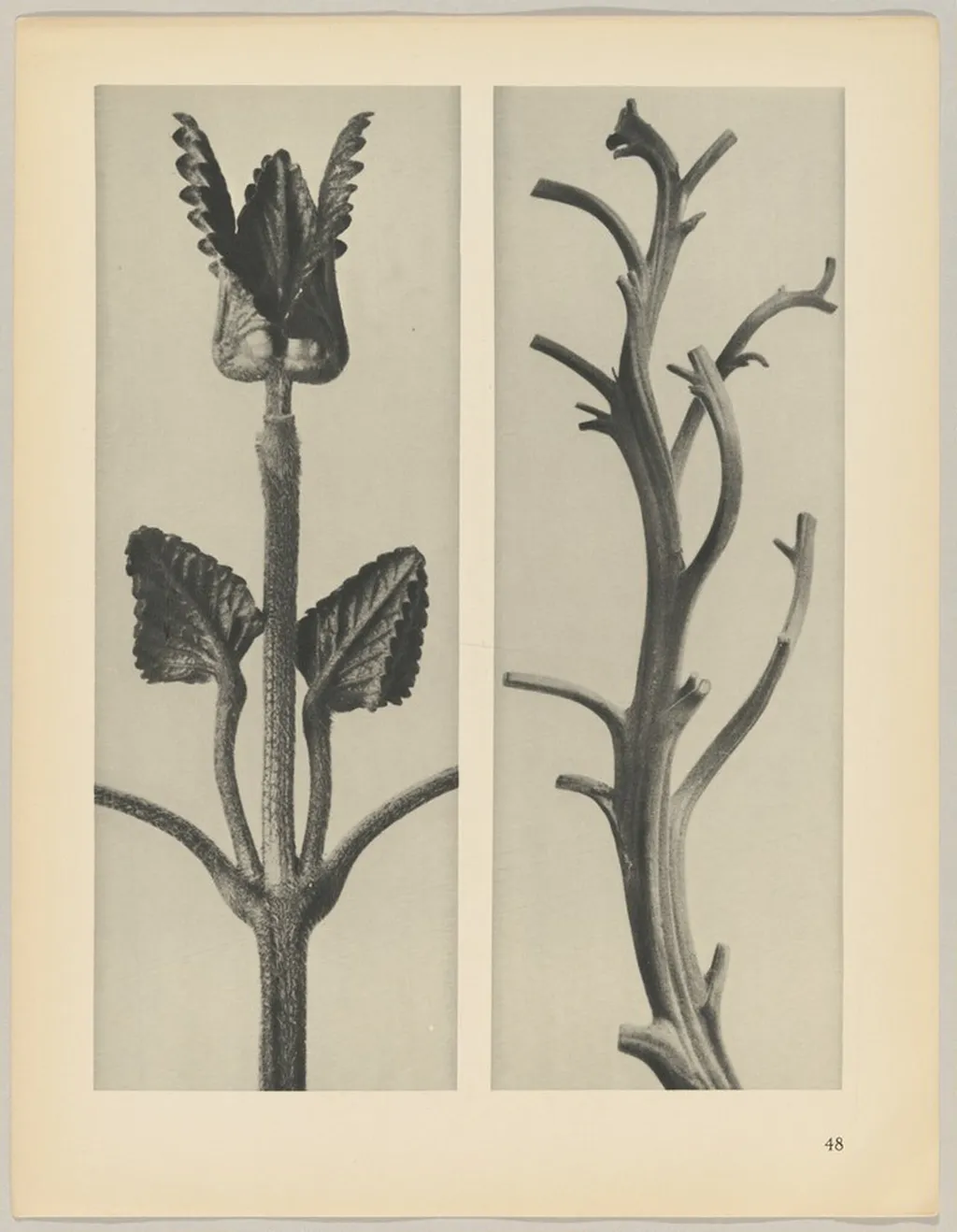 a Stachis grandiflora; b Nicotiana rustica, by Karl Blossfeldt, 1928