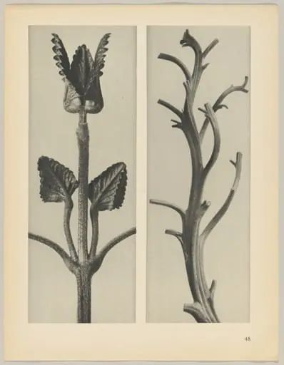 a Stachis grandiflora; b Nicotiana rustica, by Karl Blossfeldt