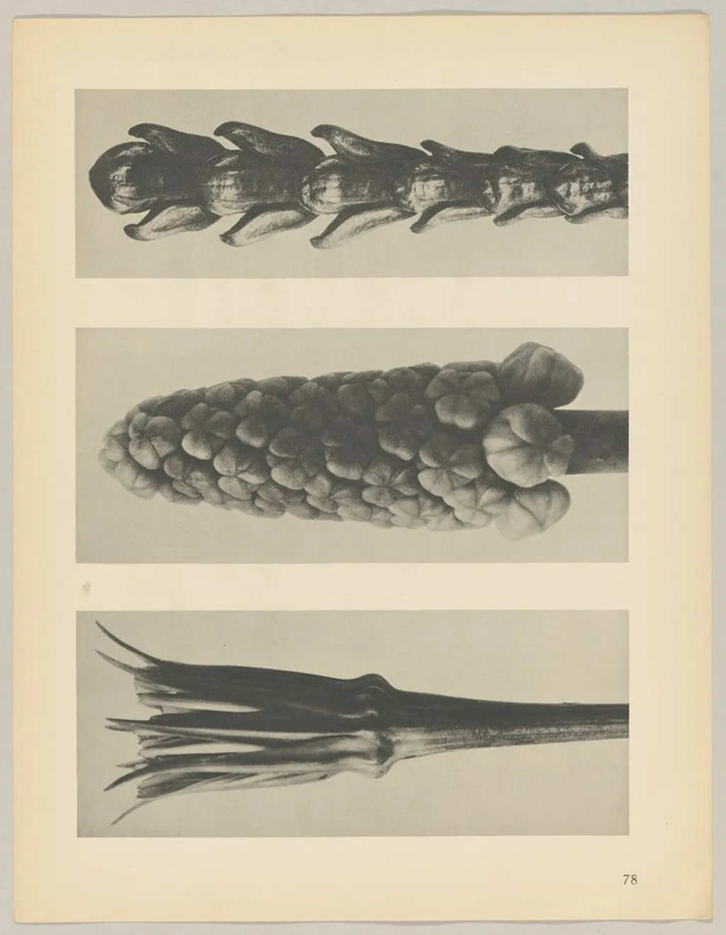 a Tragopogon porrifolius; b Muscari racemosum; c Thujopsis dolabrata, by Karl Blossfeldt, 1928