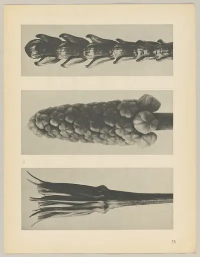 a Tragopogon porrifolius; b Muscari racemosum; c Thujopsis dolabrata, by Karl Blossfeldt