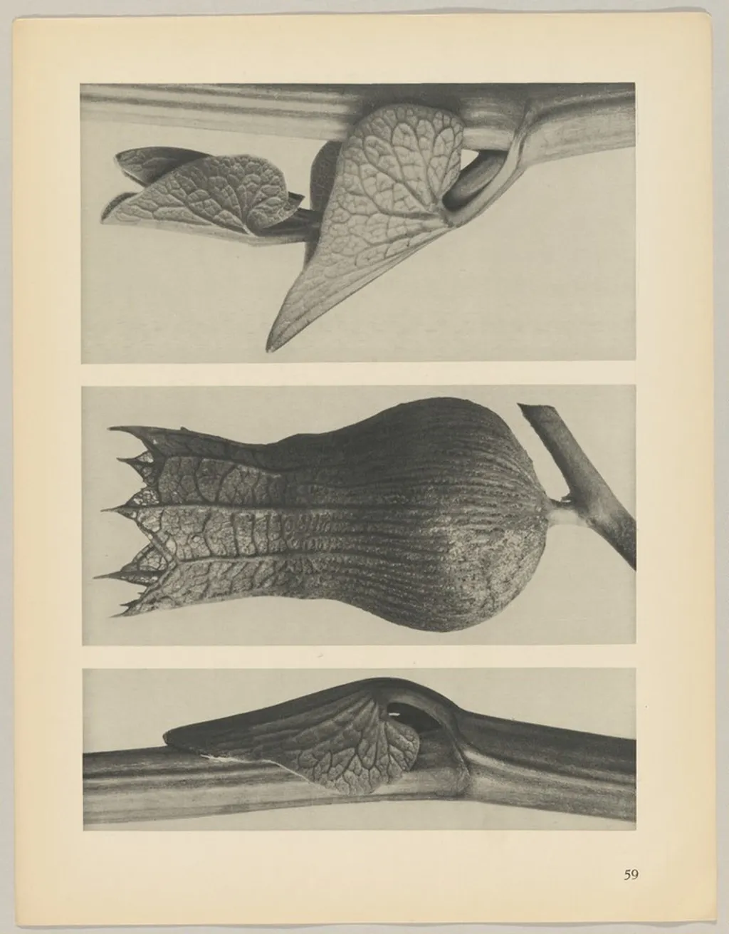 a u. c Aristolochia clematitis; b Hyoscyamus niger, by Karl Blossfeldt, 1928