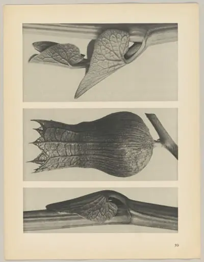a u. c Aristolochia clematitis; b Hyoscyamus niger, by Karl Blossfeldt
