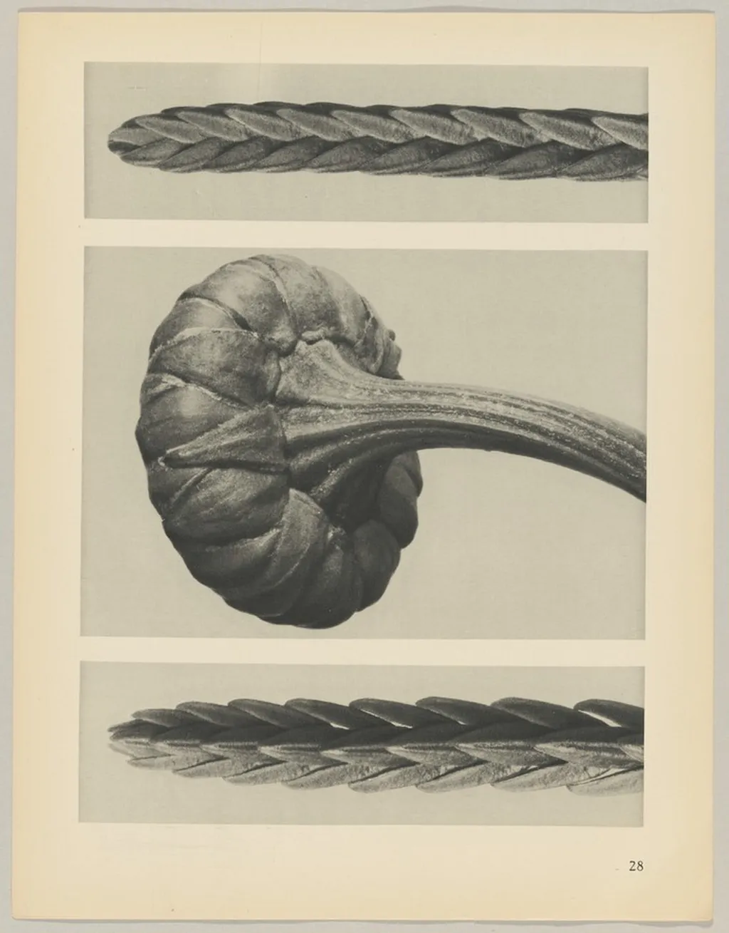 a u. c Cassiope tetragona; b Chrysanthemum Leucanthemum, by Karl Blossfeldt, 1928