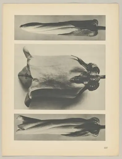 a u. c Convolvulus sepium; b Campanula medium, by Karl Blossfeldt