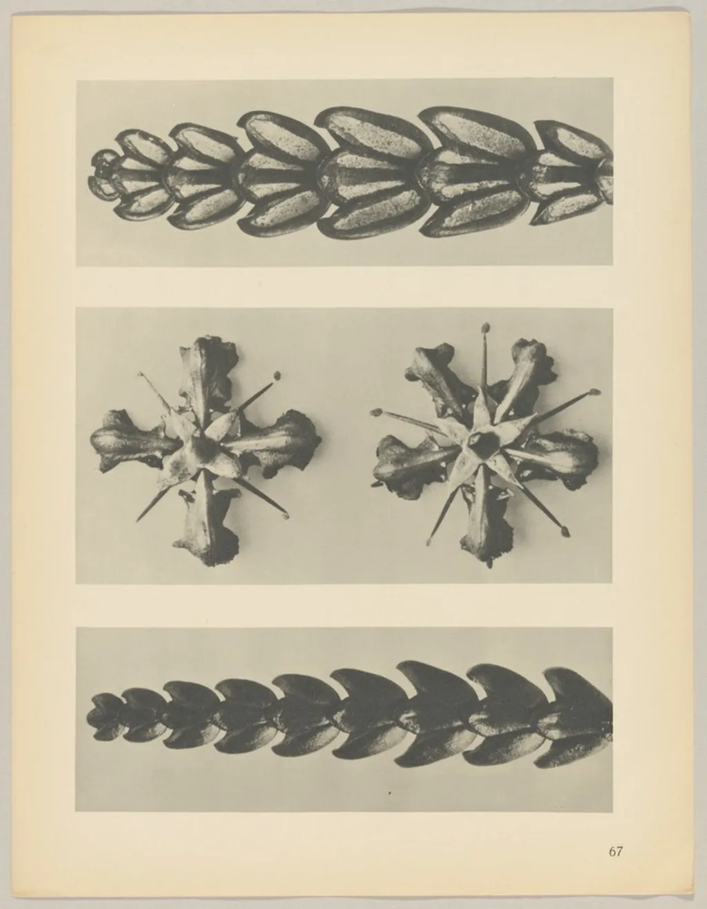 a u. c Thujopsis dolabrata; b Ruta graveolens, by Karl Blossfeldt, 1928