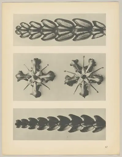 a u. c Thujopsis dolabrata; b Ruta graveolens, by Karl Blossfeldt