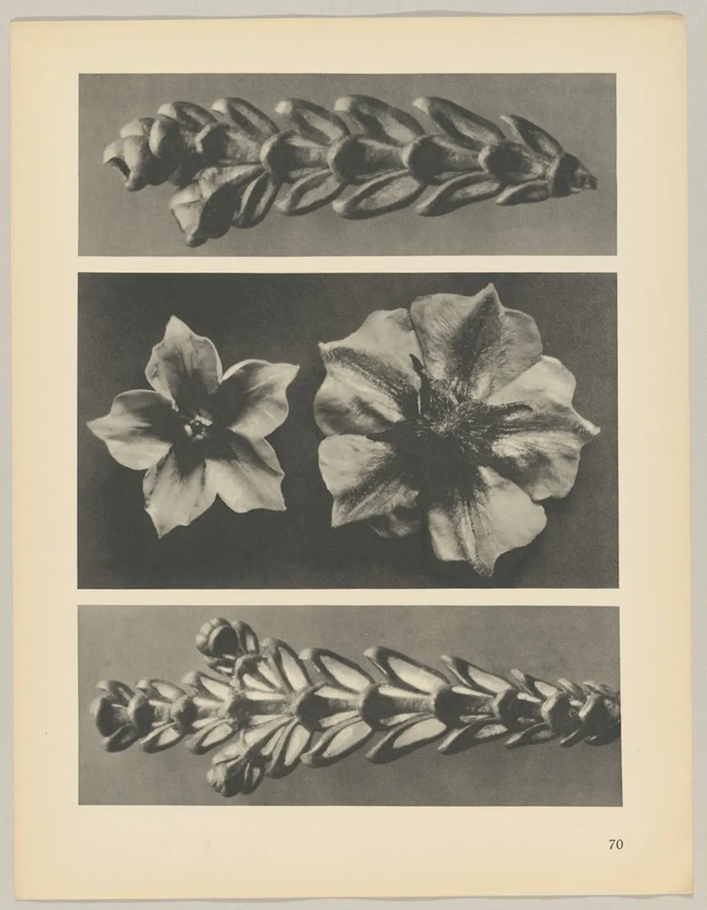 a u. c Thujopsis dolabrata; b Solanum tuberosum, by Karl Blossfeldt, 1928