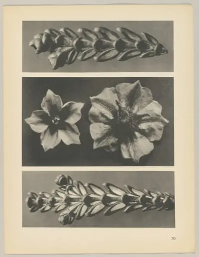 a u. c Thujopsis dolabrata; b Solanum tuberosum, by Karl Blossfeldt