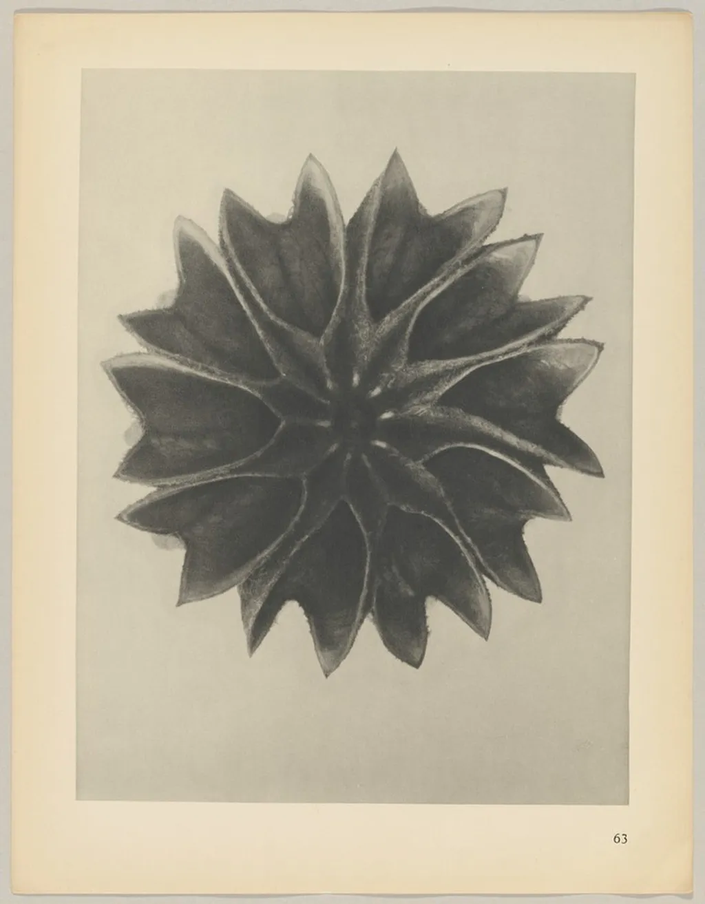 Abutilon, by Karl Blossfeldt, 1928
