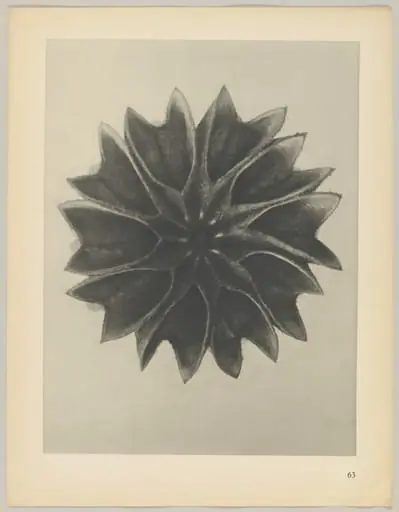 Abutilon, by Karl Blossfeldt