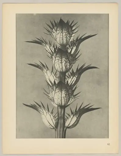 Acanthus mollis, by Karl Blossfeldt