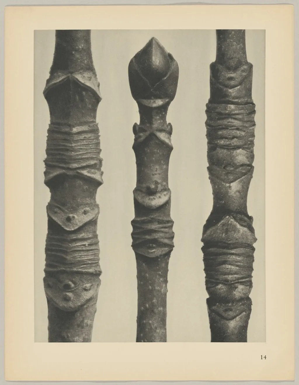 Acer, by Karl Blossfeldt, 1928