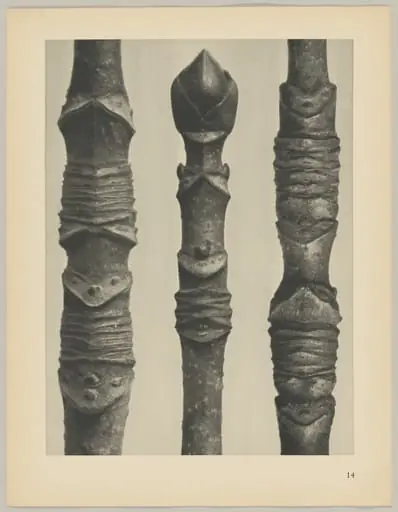 Acer, by Karl Blossfeldt