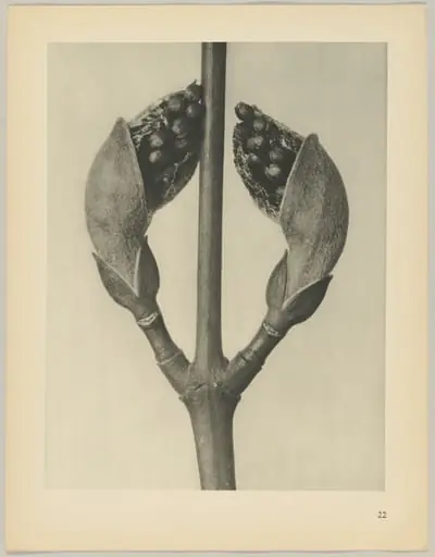 Acer rufinerve, by Karl Blossfeldt