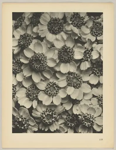 Achillea clypeolata, by Karl Blossfeldt