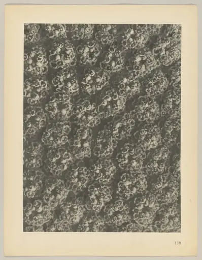 Achillea filipendulina, by Karl Blossfeldt