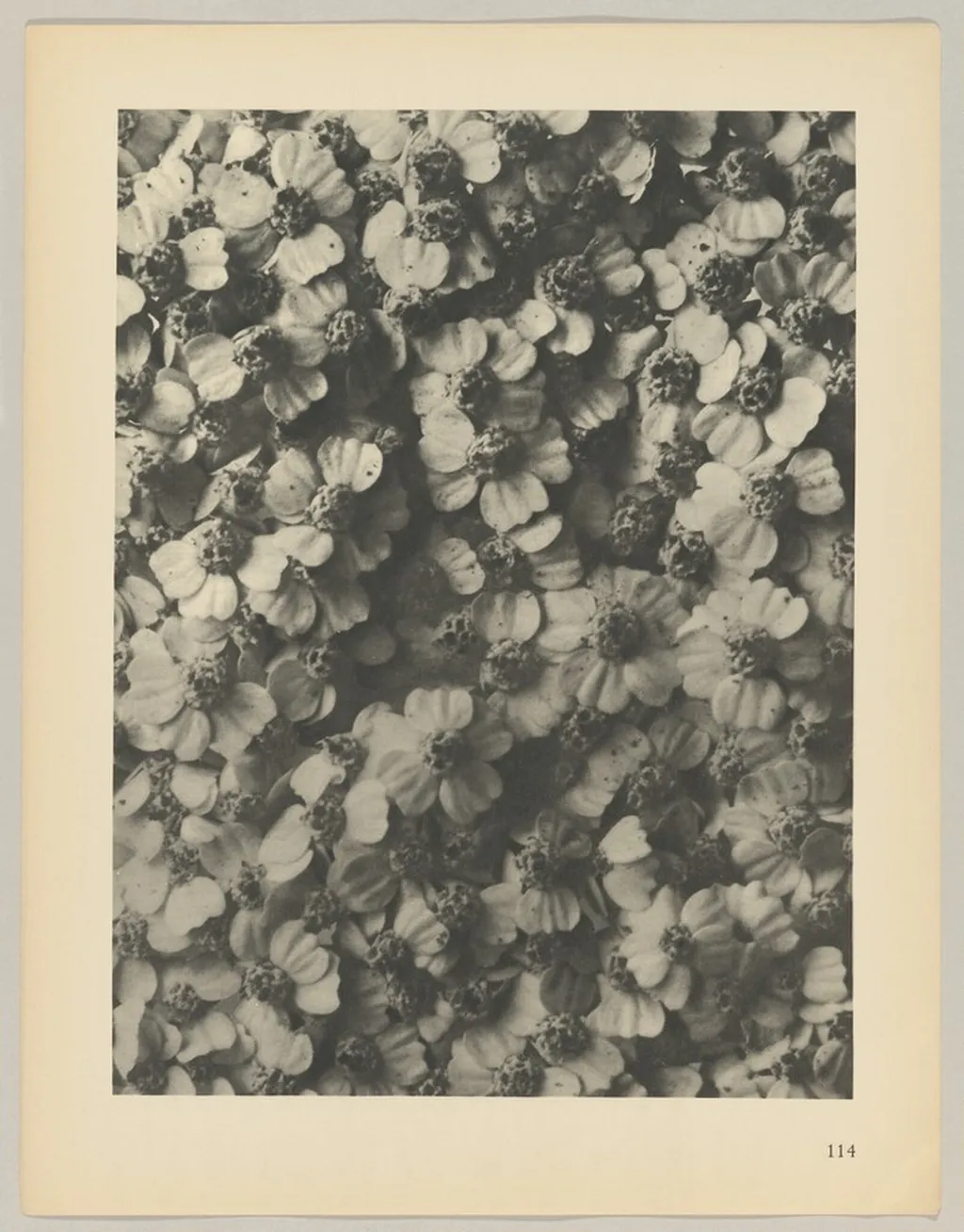 Achillea millefolium, by Karl Blossfeldt, 1928