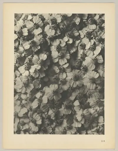 Achillea millefolium, by Karl Blossfeldt