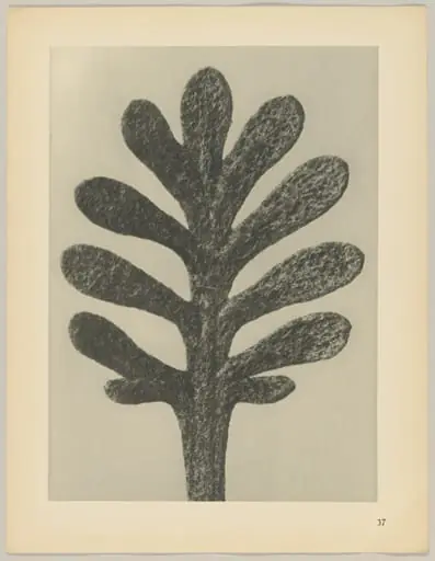 Achillea umbellata, by Karl Blossfeldt