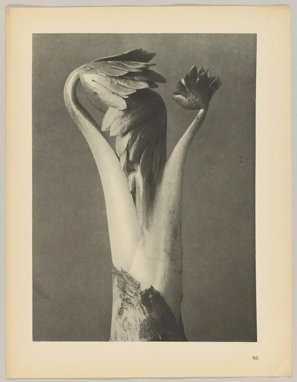 Aconitum, by Karl Blossfeldt, 1928