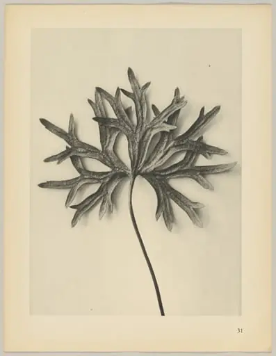 Aconiyum anthora, by Karl Blossfeldt