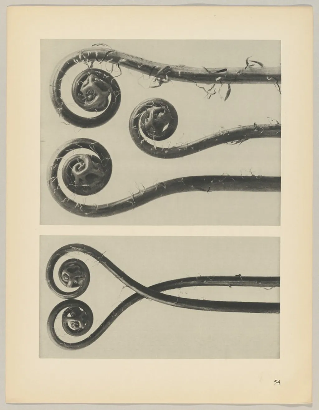 Adiantum pedatum, by Karl Blossfeldt, 1928