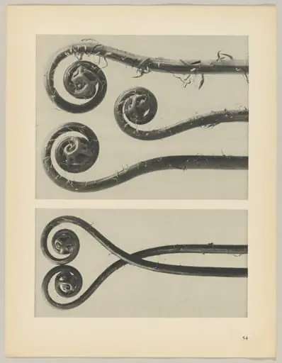 Adiantum pedatum, by Karl Blossfeldt