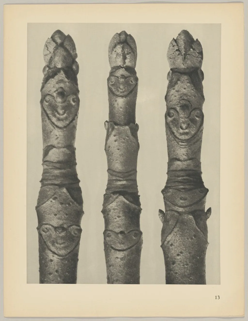 Aesculus parviflora, by Karl Blossfeldt, 1928