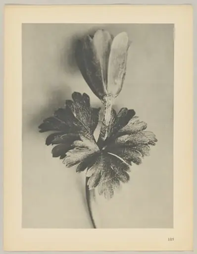 Anemone blanda, by Karl Blossfeldt