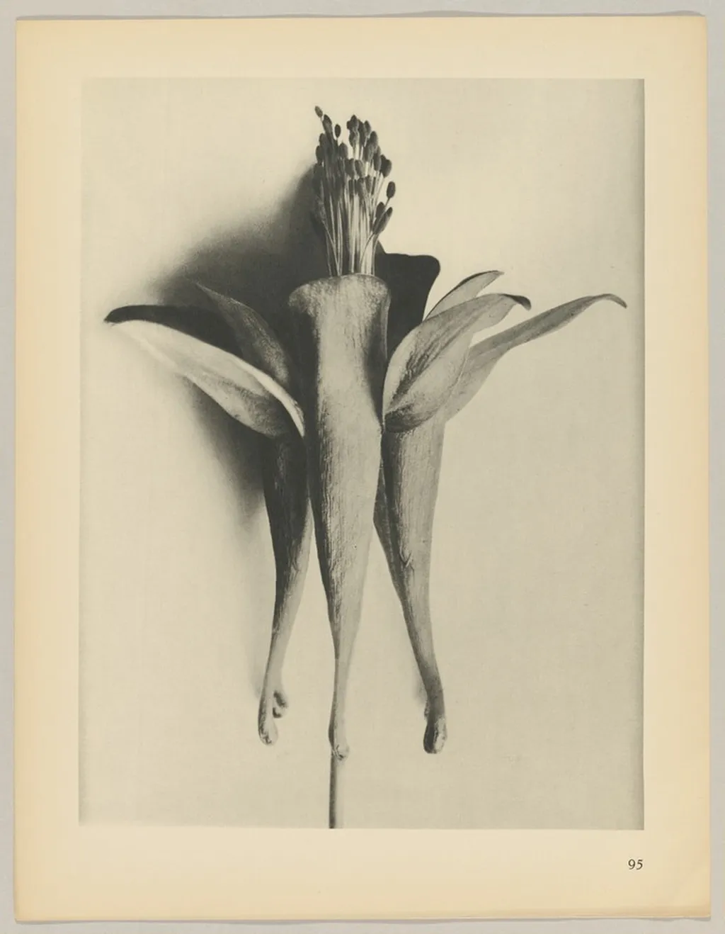 Aquilegia chrysantha, by Karl Blossfeldt, 1928