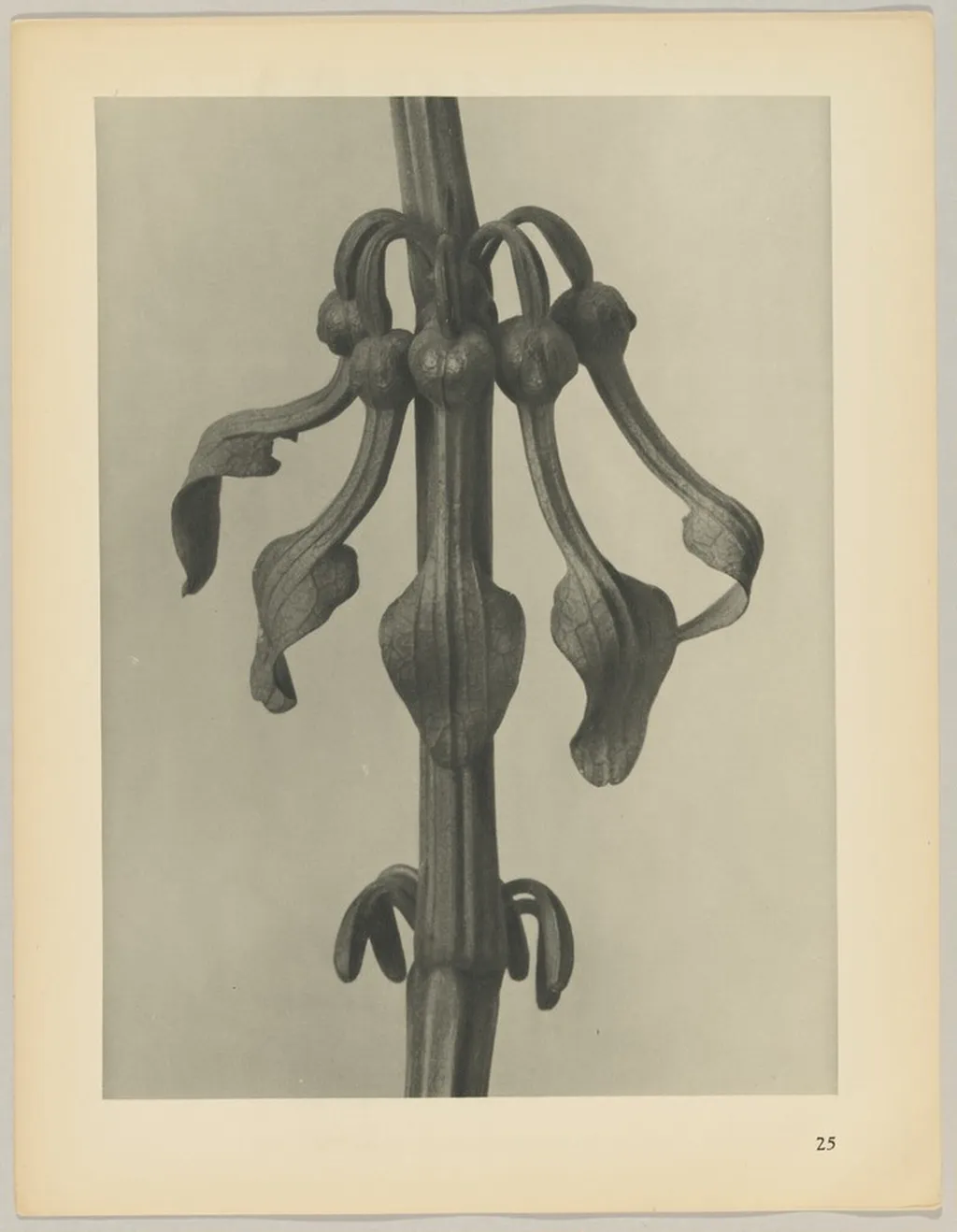 Aristolochia clematitis, by Karl Blossfeldt, 1928