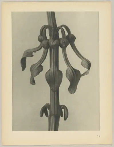 Aristolochia clematitis, by Karl Blossfeldt