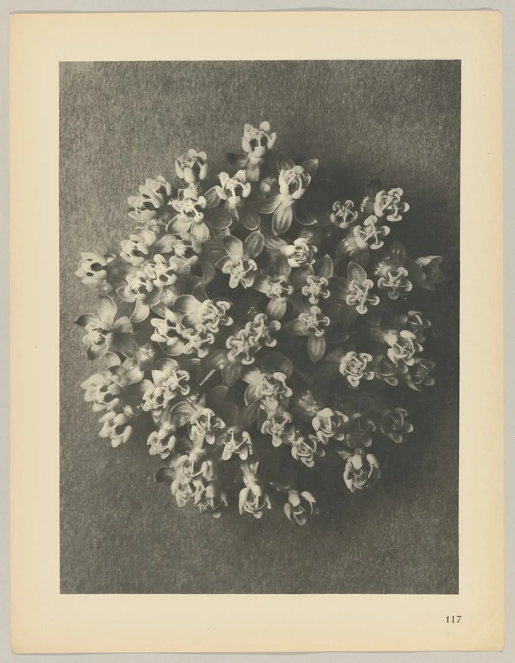 Asclepias incarnata, by Karl Blossfeldt, 1928