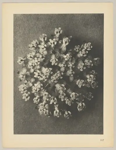 Asclepias incarnata, by Karl Blossfeldt