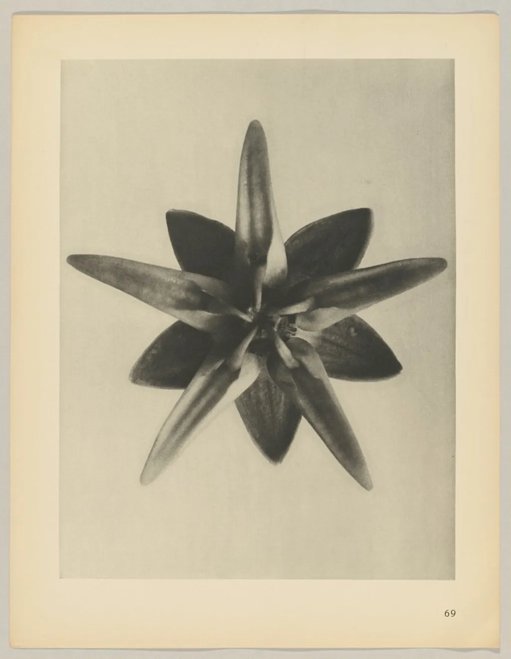 Asclepias speciosa, by Karl Blossfeldt, 1928