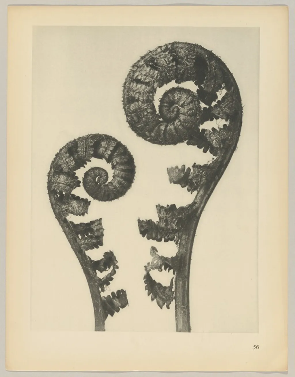 Aspidium filix mas, by Karl Blossfeldt, 1928