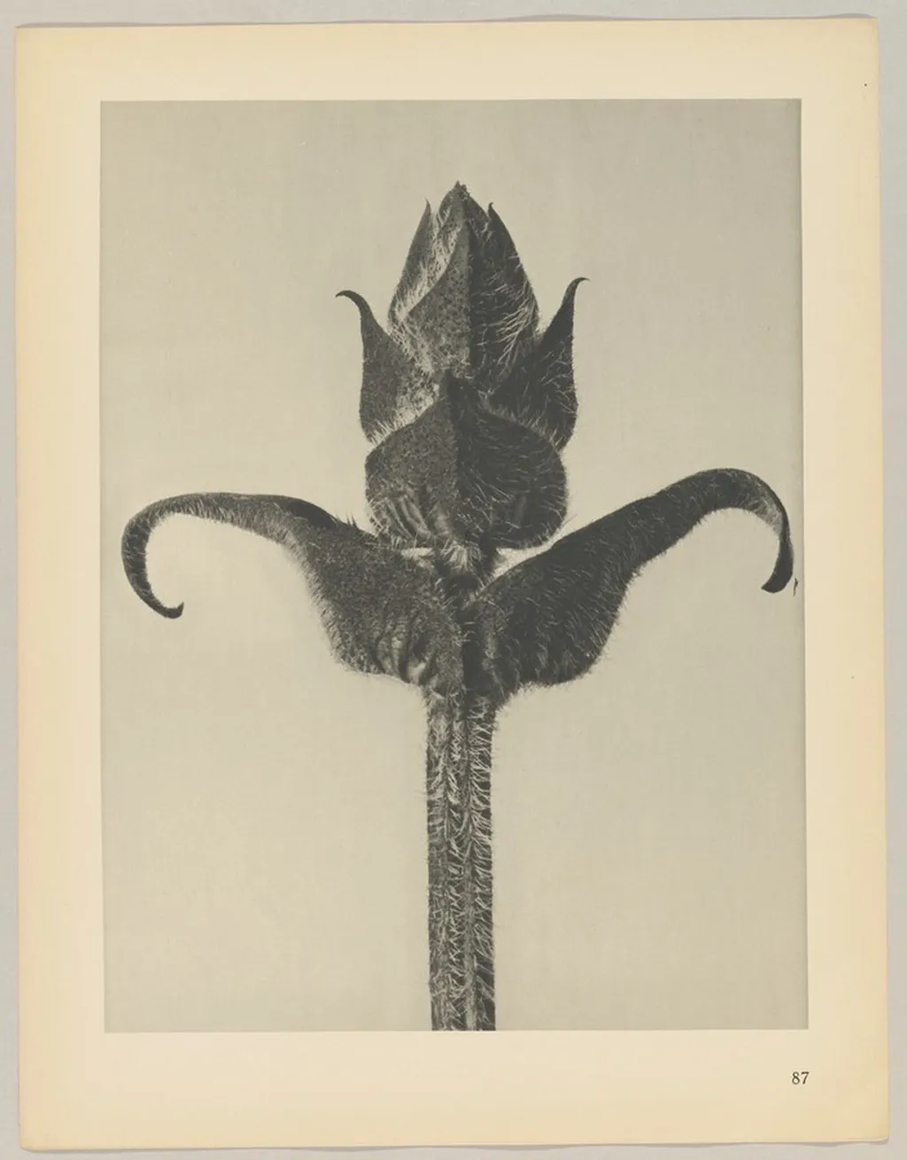 Brunella grandiflora, by Karl Blossfeldt, 1928