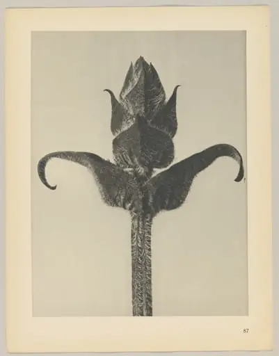 Brunella grandiflora, by Karl Blossfeldt