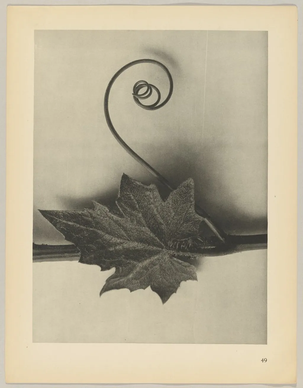 Bryonia alba, by Karl Blossfeldt, 1928