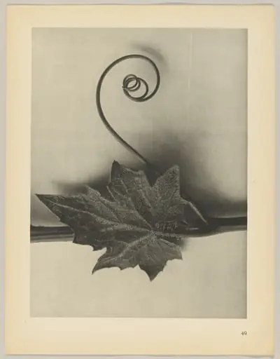 Bryonia alba, by Karl Blossfeldt, 1928