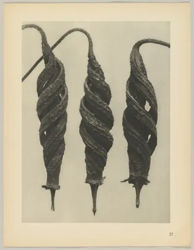 Cajophora lateritia, Loasaceae, by Karl Blossfeldt