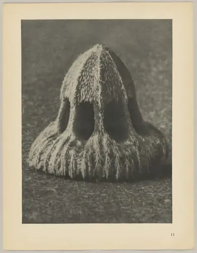 Callistemma brachiatum, by Karl Blossfeldt