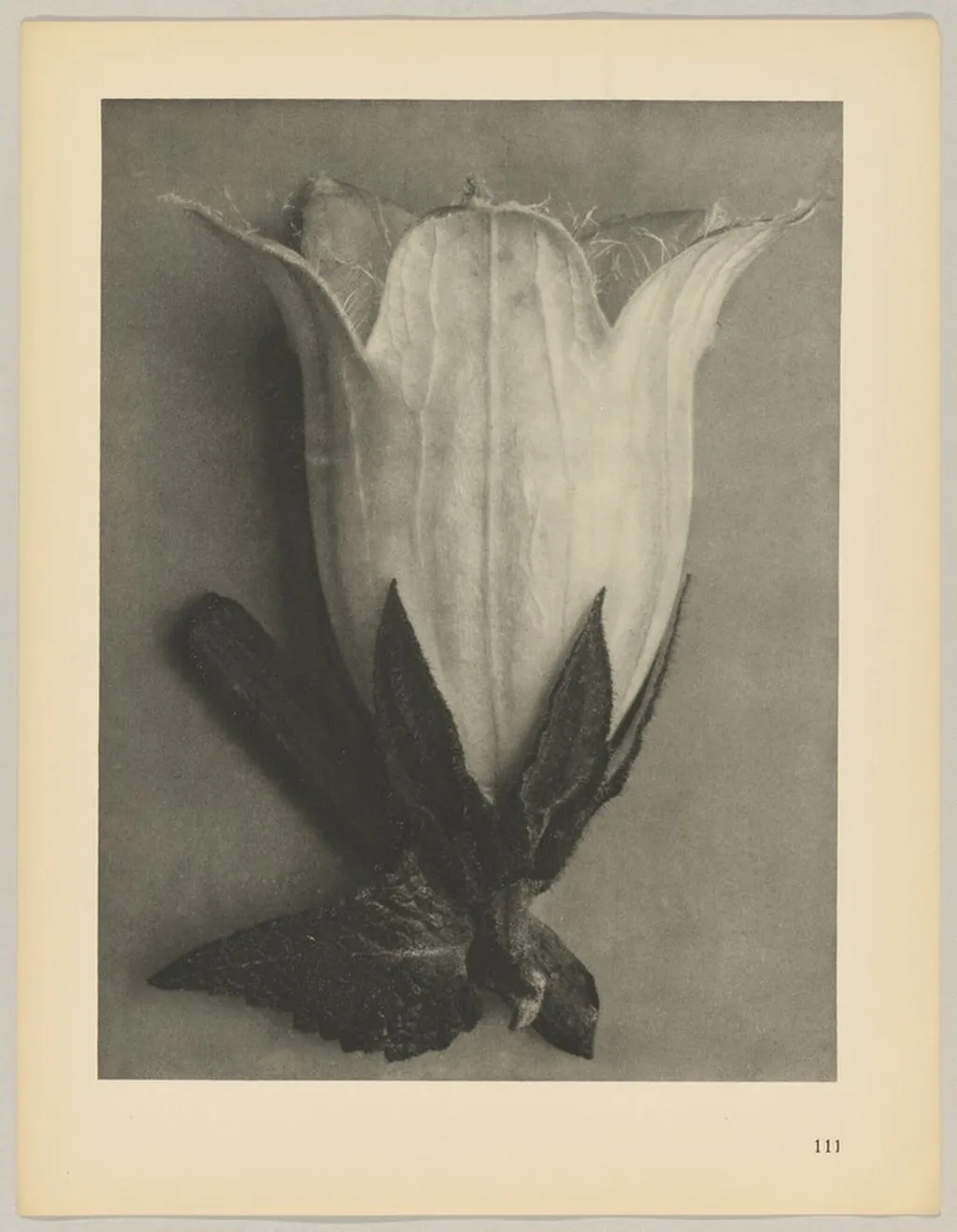 Campanula alliarüfolia, by Karl Blossfeldt, 1928