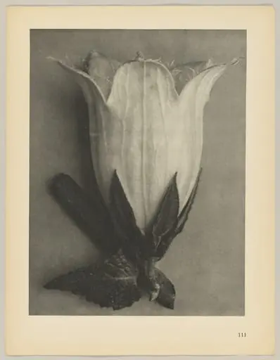 Campanula alliarüfolia, by Karl Blossfeldt