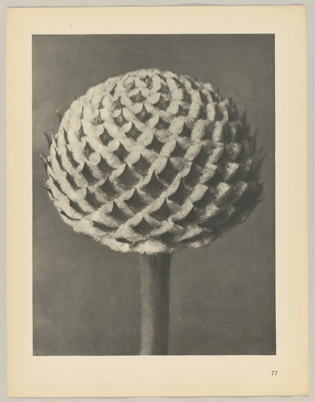 Caphalaria, by Karl Blossfeldt, 1928