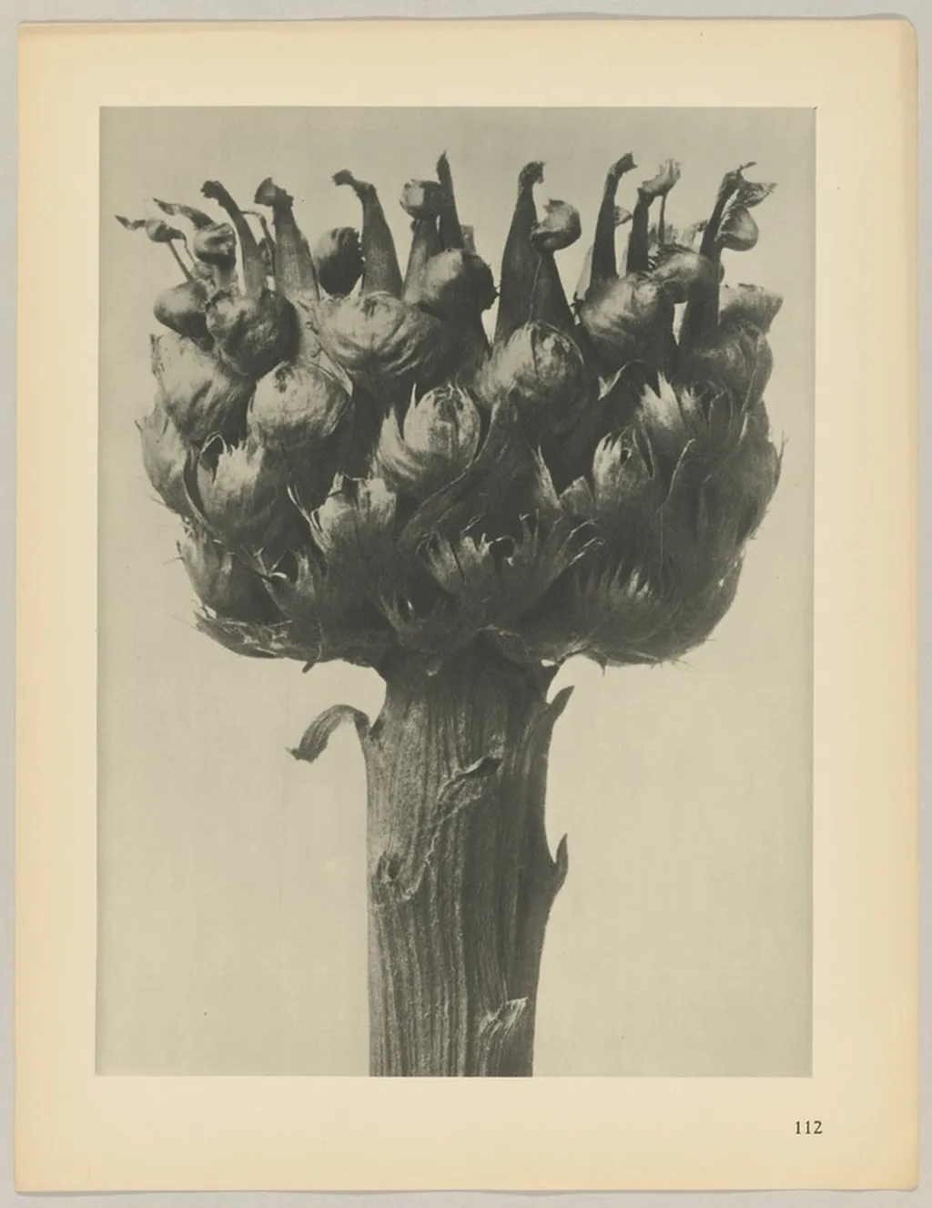 Centaurea macrocephala, by Karl Blossfeldt, 1928