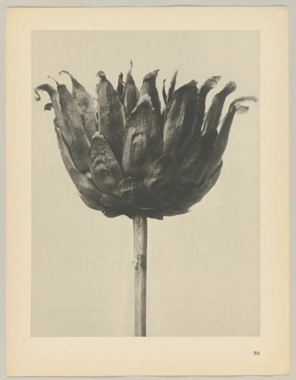 Centaurea ruthenica, by Karl Blossfeldt, 1928