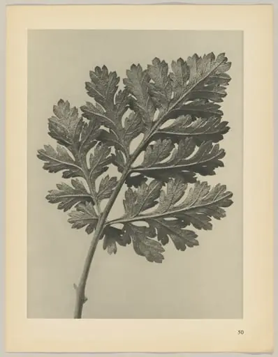 Chrysanthemum parthenium, by Karl Blossfeldt